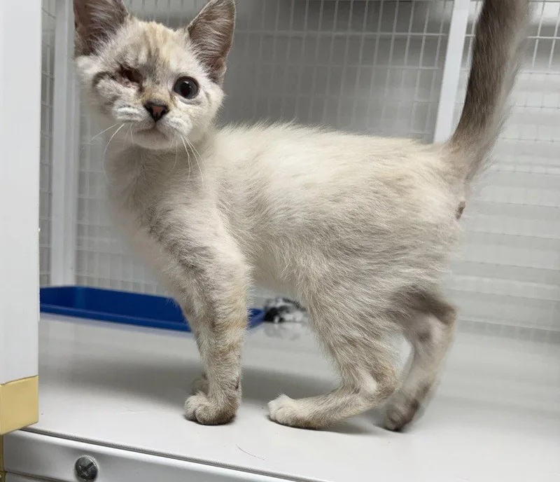A baby medium-sized female Domestic Long Hair cat named Seraphine for adoption in St. Helens, OR