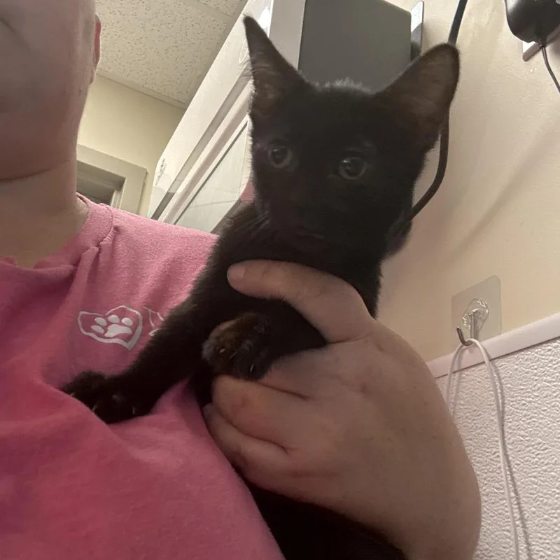 A baby small-sized female Domestic Short Hair cat named Aloe for adoption in Tulsa, OK