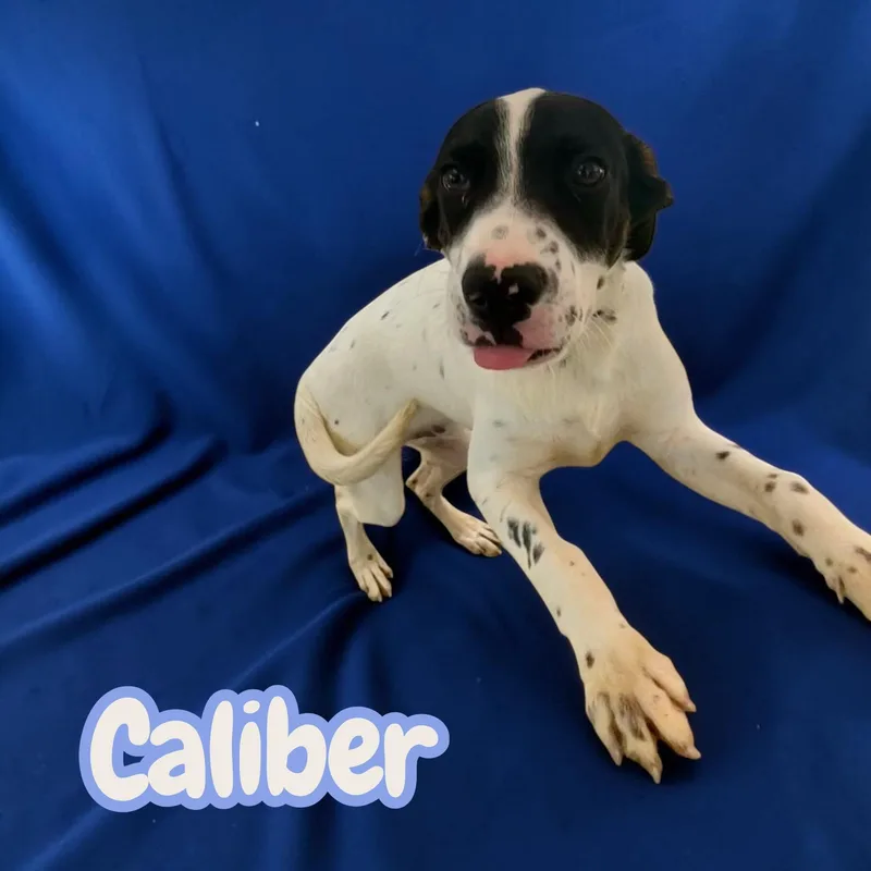 A baby medium-sized male Tricolor (Brown, Black, & White) English Setter dog named Caliber Sweet for adoption in Chuckey, TN