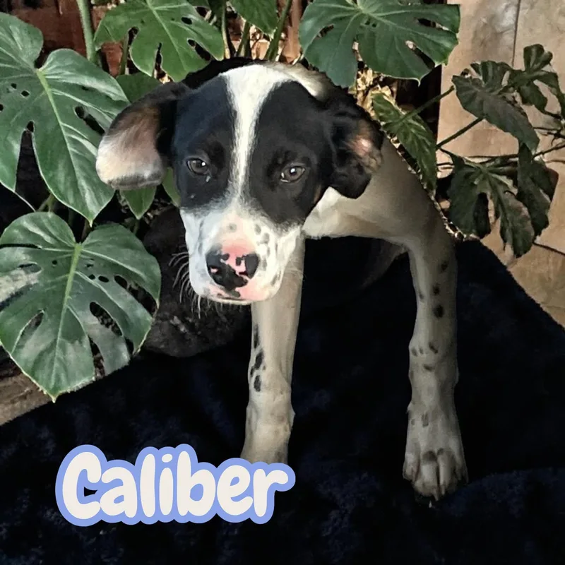 Caliber  Sweet  thumbnail 2