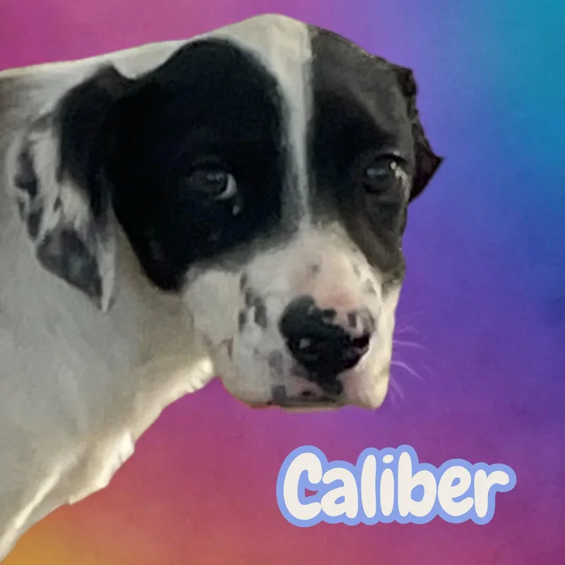 Caliber  Sweet  thumbnail 3