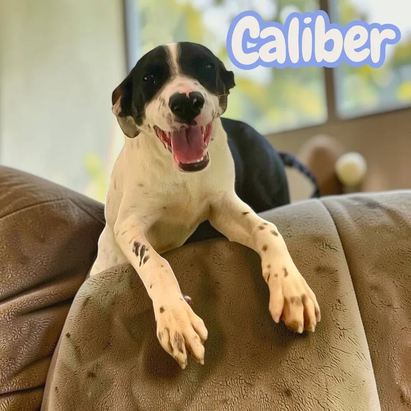 Caliber  Sweet  thumbnail 4