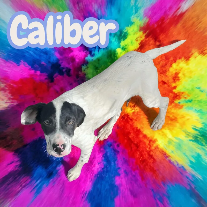 Caliber  Sweet  thumbnail 5