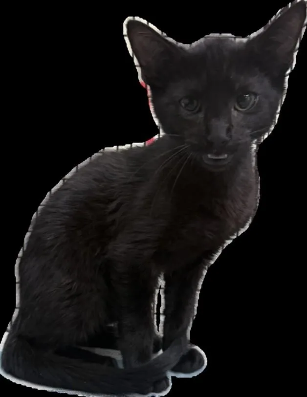 A baby small-sized male Domestic Short Hair cat named Blaine for adoption in Los Angeles, CA