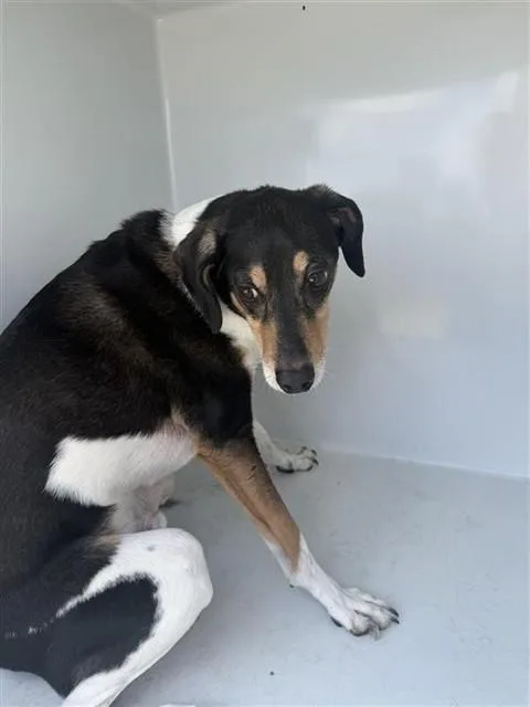 An adult medium-sized male Jack Russell Terrier dog named A for adoption in Houston, TX