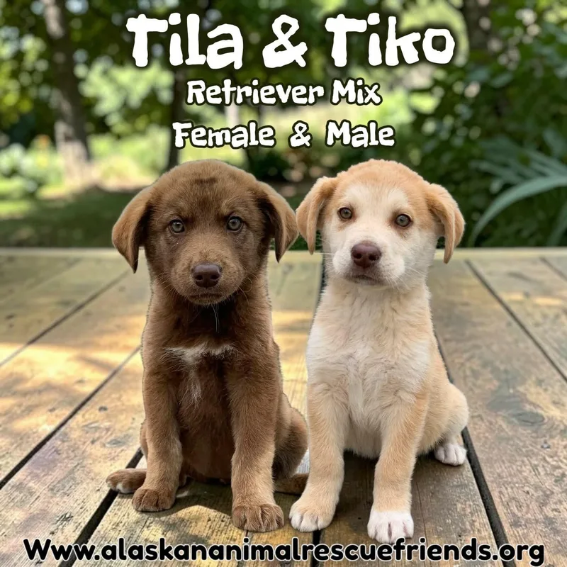 A baby medium-sized male Retriever dog named Tiko for adoption in Anchorage, AK