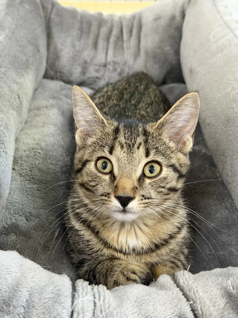 A baby small-sized female Tabby (Brown / Chocolate) Domestic Short Hair cat named Mia for adoption in Toledo, OH