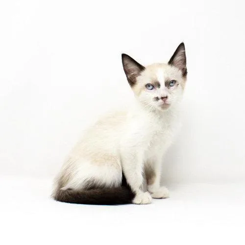 A baby medium-sized male Domestic Short Hair cat named Towns for adoption in Florence, AZ