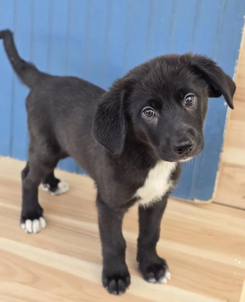 Winston