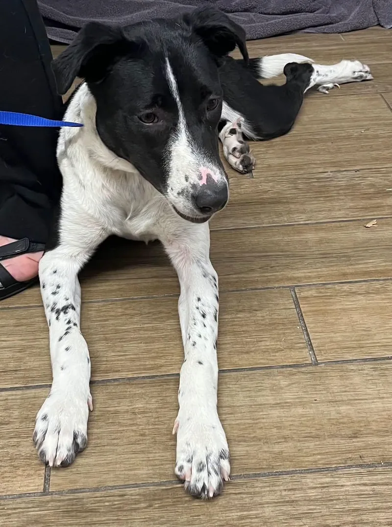 A young medium-sized female Border Collie dog named Penny for adoption in Rowlett, TX