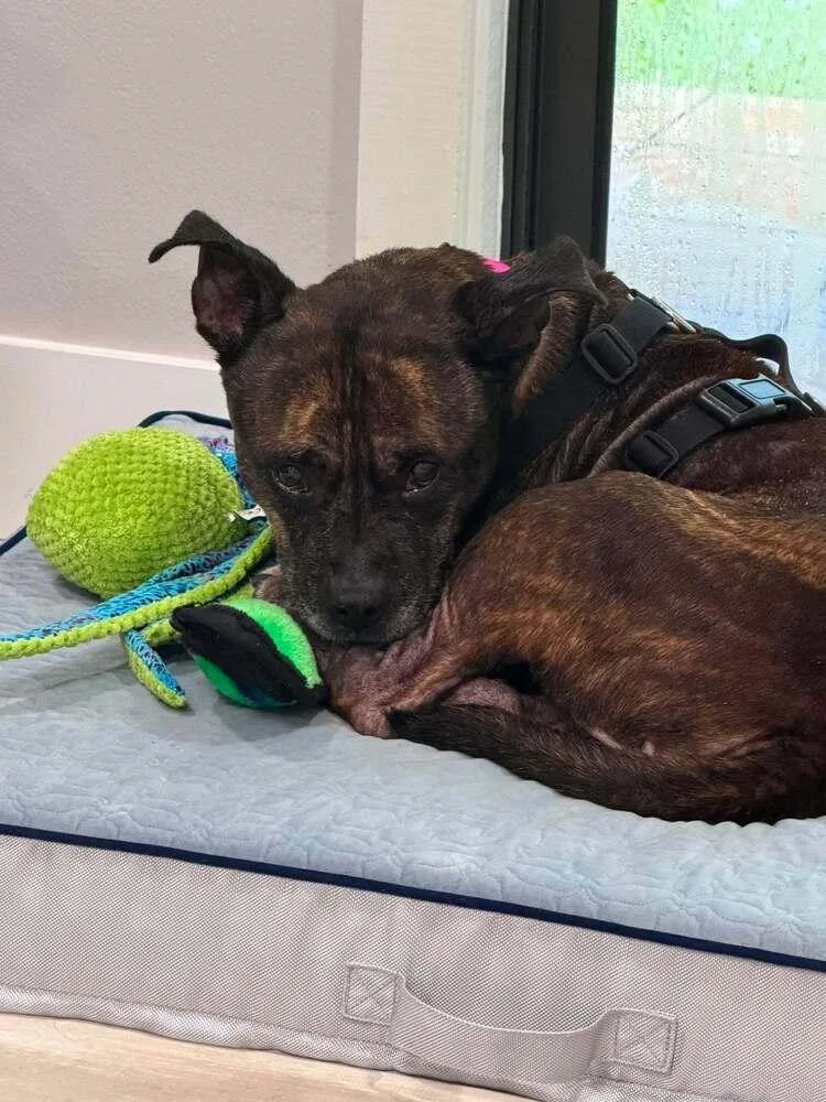 A senior medium-sized female Brindle Mixed Breed dog named Nutella for adoption in Melbourne Beach, FL