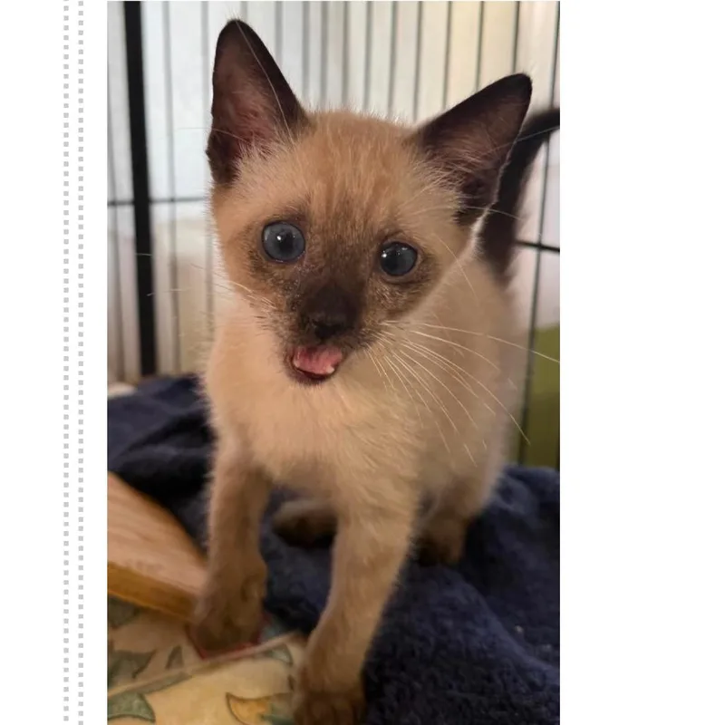 A baby small-sized male Domestic Short Hair cat named For the Halibut for adoption in Austin, TX