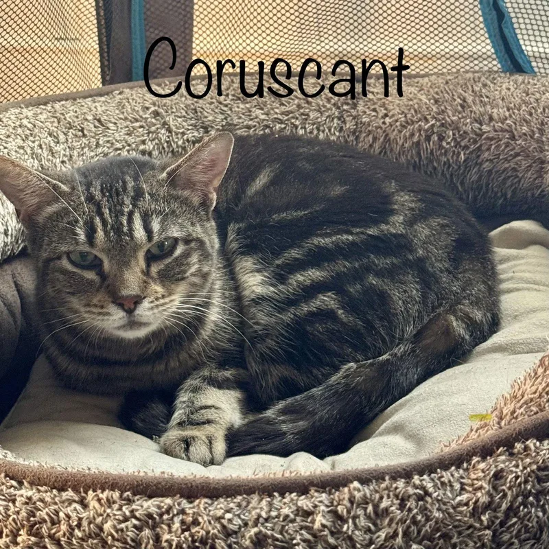 Coruscant thumbnail 2