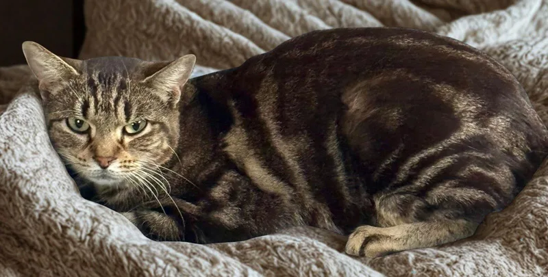 Coruscant thumbnail 3