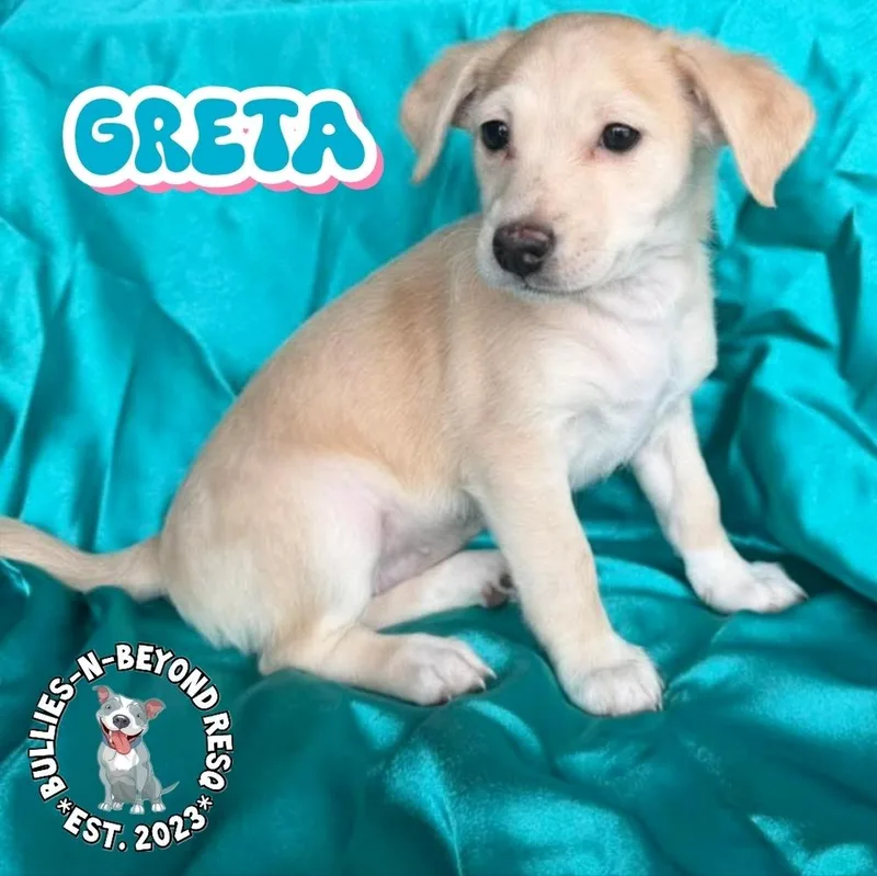 Hollywood Litter: Greta