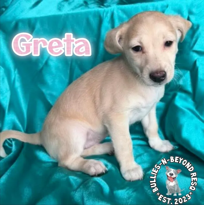 Hollywood Litter: Greta thumbnail 2