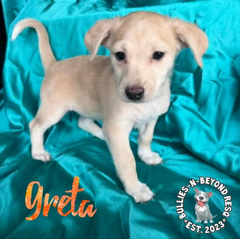 Hollywood Litter: Greta thumbnail 5