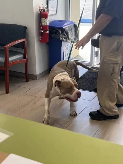 An adult extra large-sized male Pit Bull Terrier dog named Tank for adoption in Daytona Beach, FL