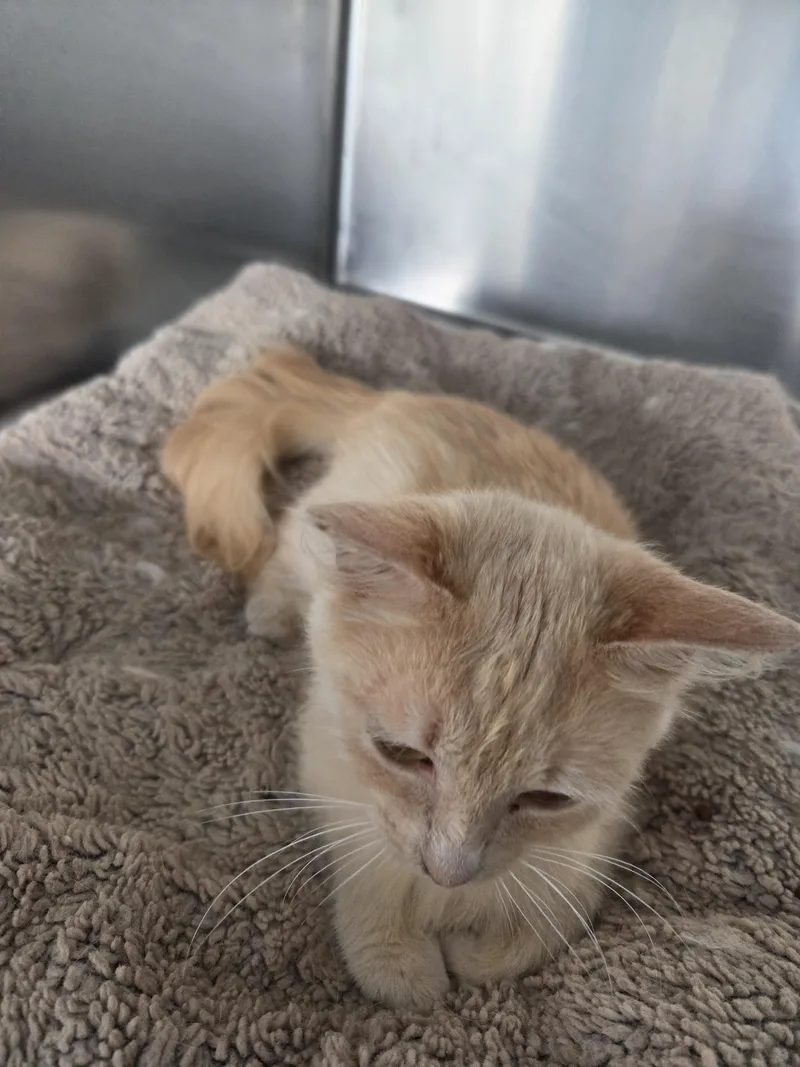 A young medium-sized female Buff / Tan / Fawn Domestic Long Hair cat named Amber for adoption in Wantage, NJ