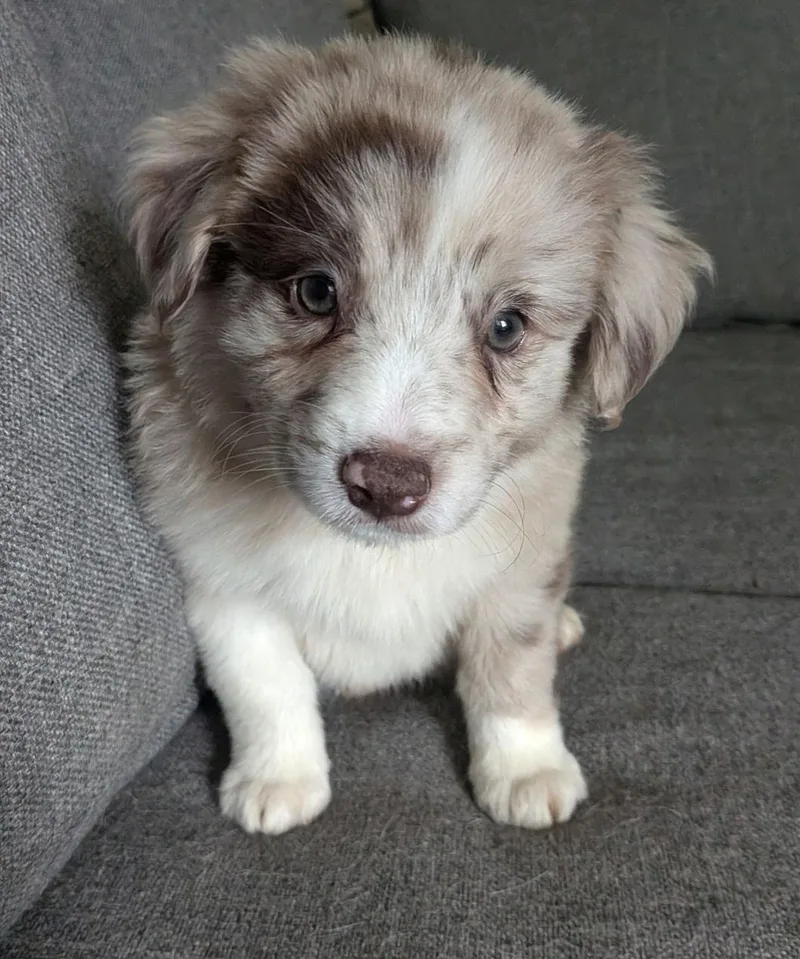 A baby large-sized male Australian Shepherd dog named Nightwielder for adoption in Newport, KY