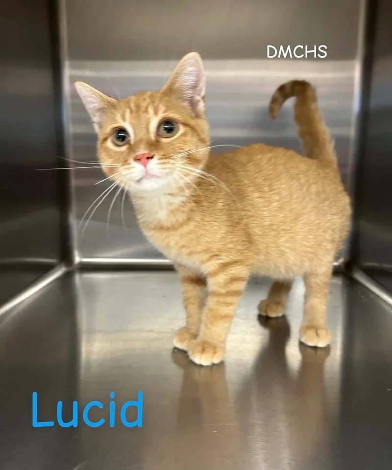 A baby small-sized male Tabby (Orange / Red) Domestic Short Hair cat named Lucid for adoption in Burlington, IA