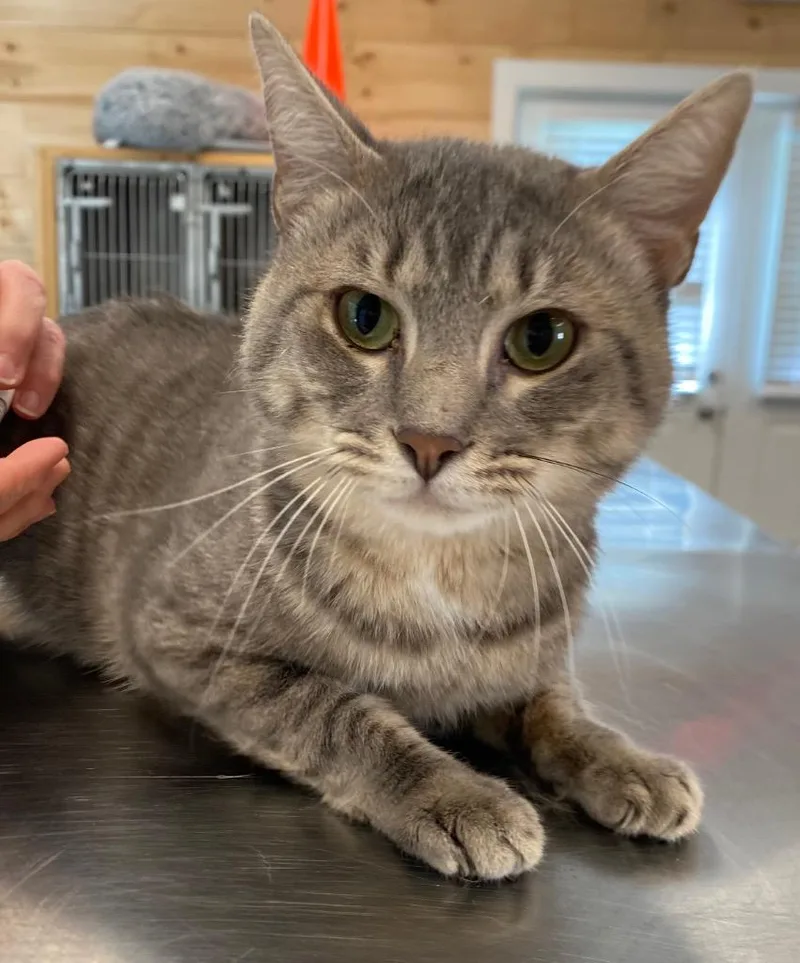A young medium-sized male Domestic Short Hair cat named Beau for adoption in Cumming, GA
