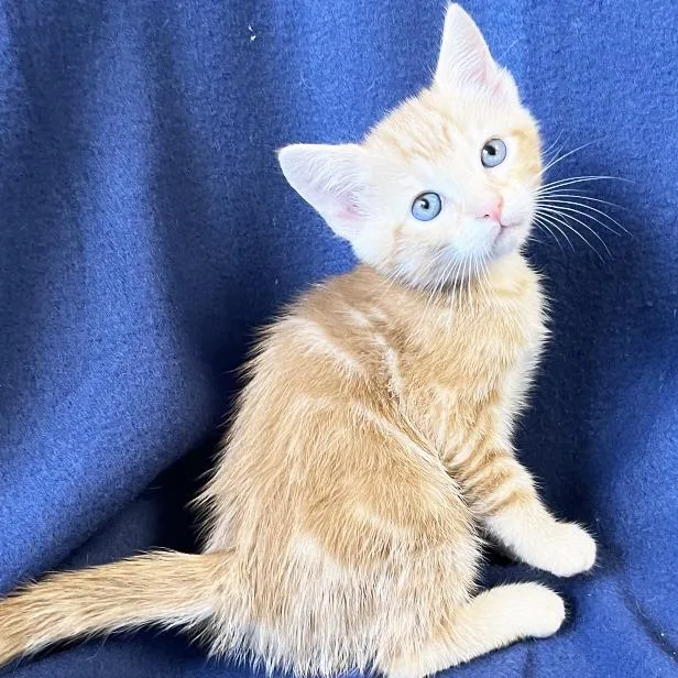 A baby small-sized female Orange / Red Domestic Short Hair cat named Clementine for adoption in Mount Juliet, TN