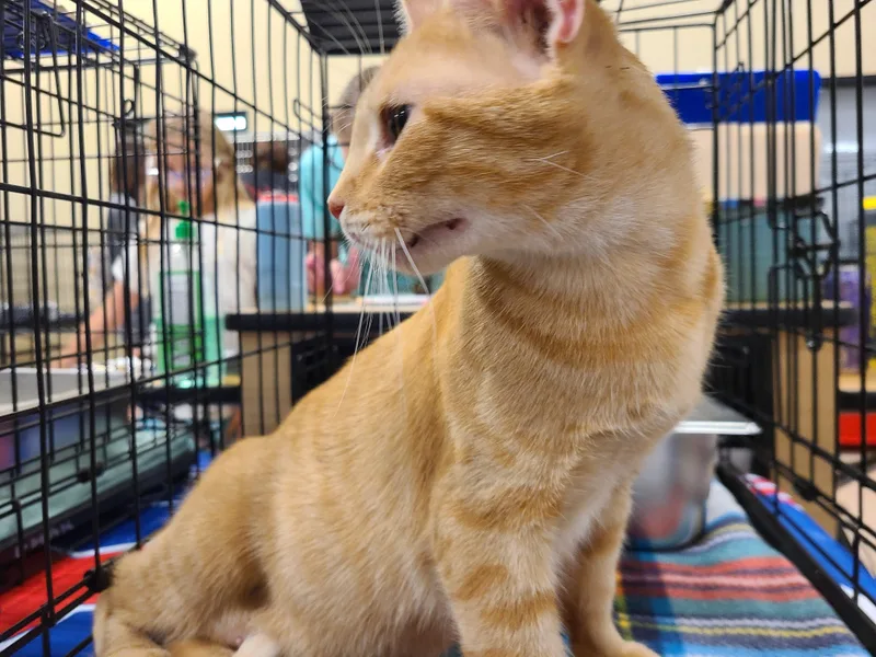 An adult medium-sized female Orange & White Domestic Short Hair cat named Sarabi for adoption in Gerrardstown, WV