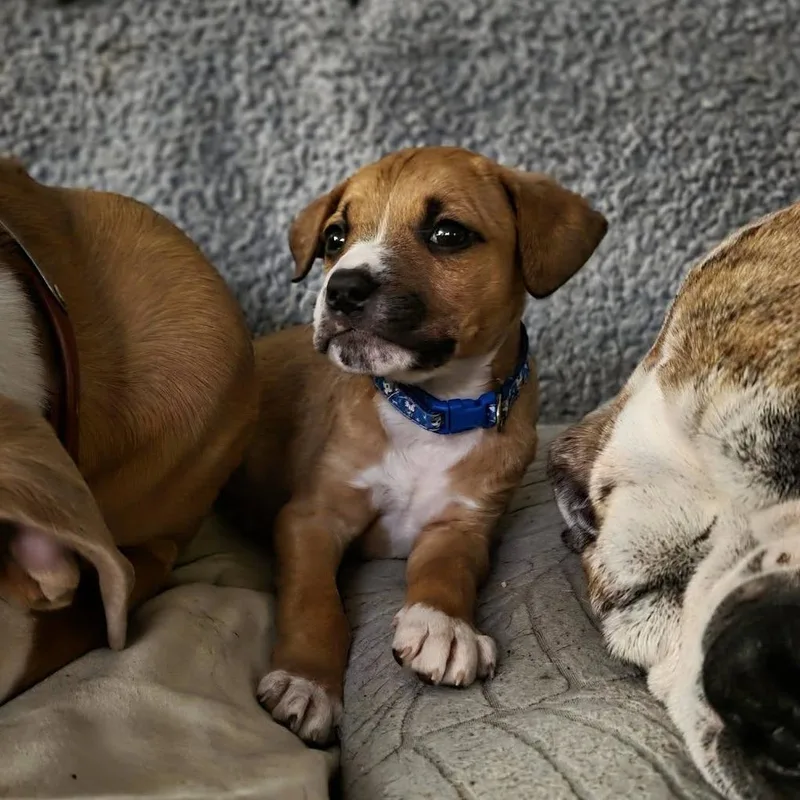 A baby small-sized male Yellow / Tan / Blond / Fawn Mixed Breed dog named Gravy for adoption in Farmersville, OH