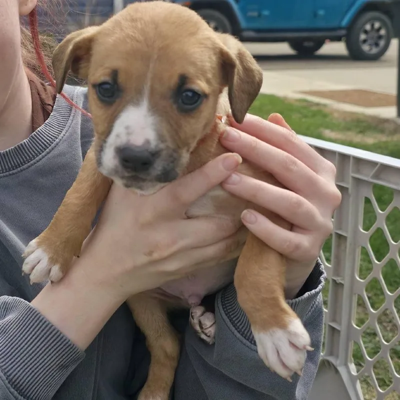 Gravy thumbnail 3