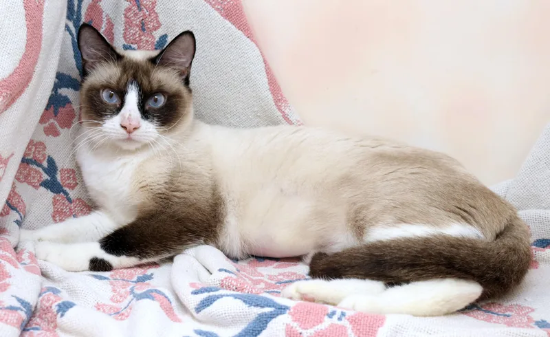 Daffodil thumbnail 2