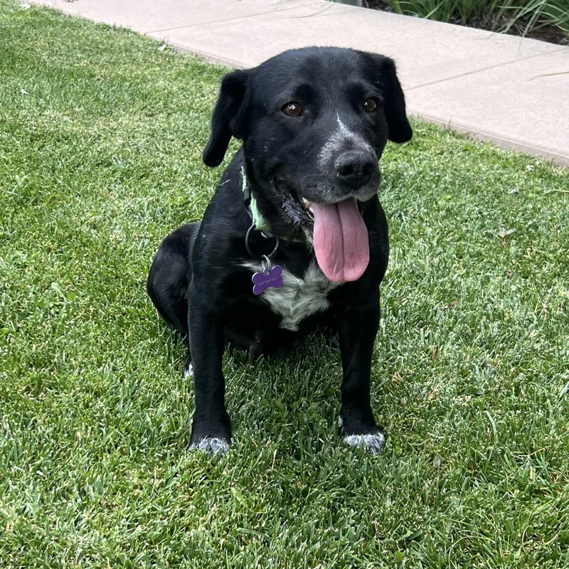 An adult medium-sized female Black Labrador Retriever dog named Edna for adoption in Flagstaff, AZ