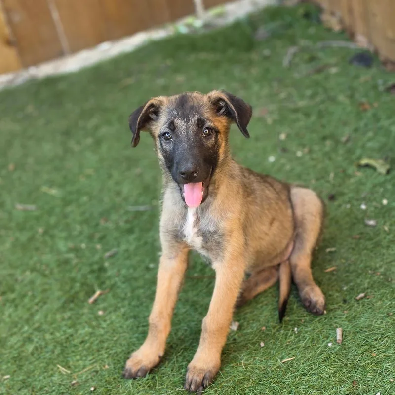 A baby medium-sized female Yellow / Tan / Blond / Fawn Belgian Shepherd / Malinois dog named Shelby KL for adoption in Austin, TX