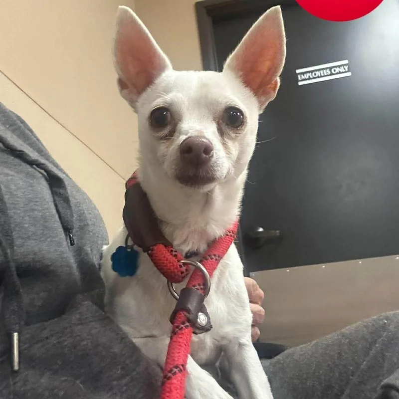 A young small-sized female White / Cream Chihuahua dog named Princess for adoption in Kaufman, TX