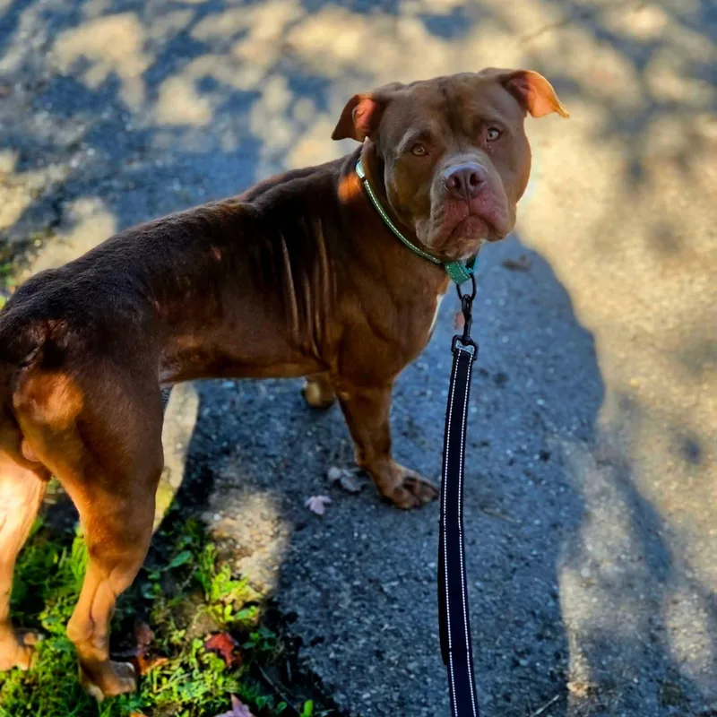 A young medium-sized male Brown / Chocolate Pit Bull Terrier dog named Otter for adoption in Warren, OH