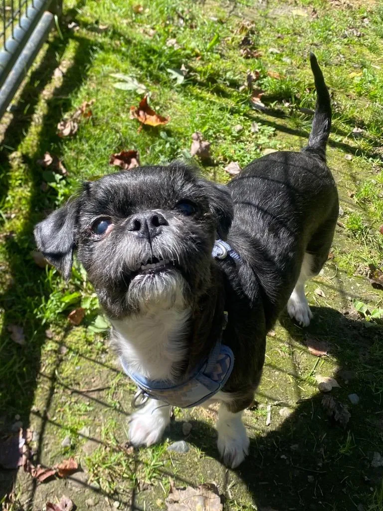 A senior small-sized female Shih Tzu dog named Onyx for adoption in Fall River, MA