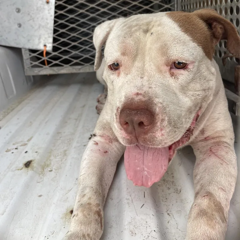 An adult large-sized male White / Cream Staffordshire Bull Terrier dog named Juan Jamon for adoption in Edinburg, TX