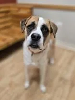 An adult large-sized male Mixed Breed dog named Baker for adoption in Woodstock, IL