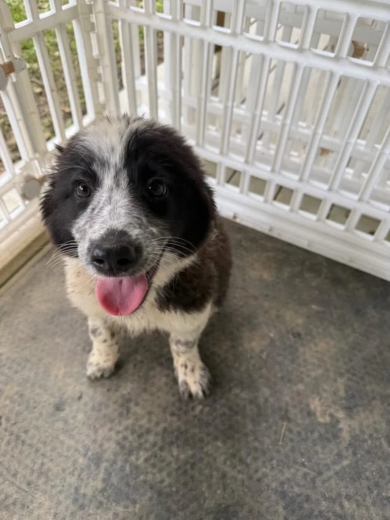 A baby large-sized female Great Pyrenees dog named Bear for adoption in Fayetteville, TN