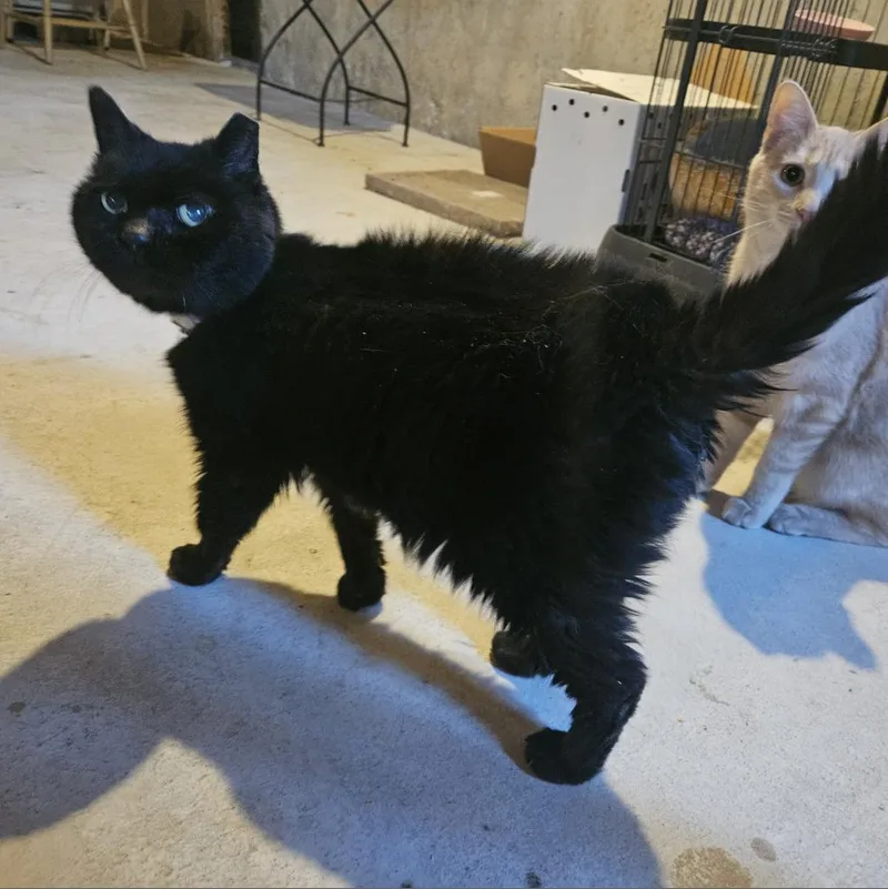 Penelope thumbnail 2