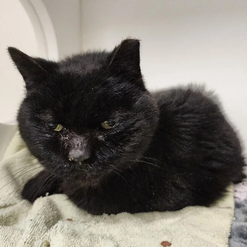 Penelope thumbnail 3