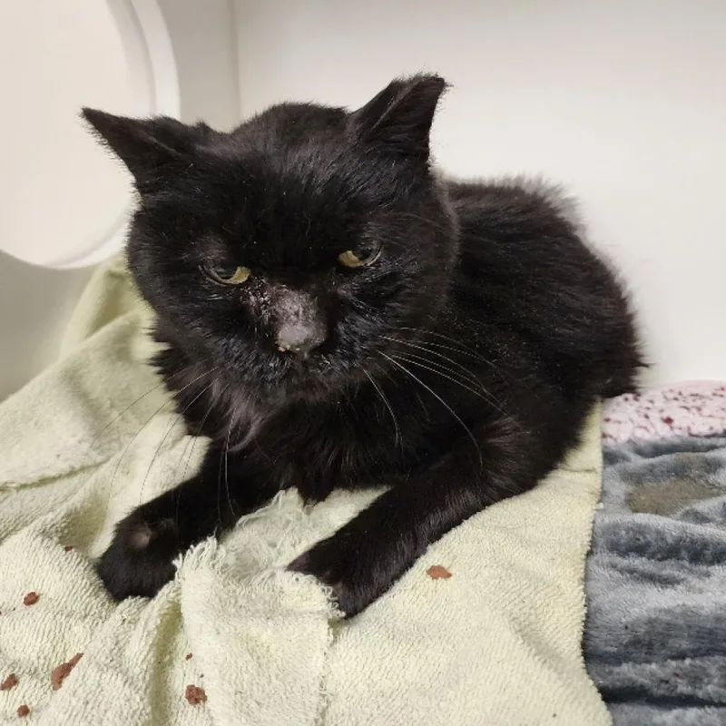 Penelope thumbnail 4