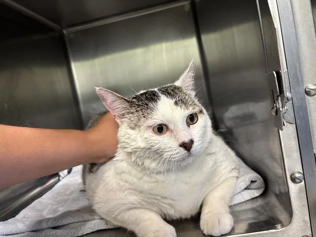 A young large-sized female Domestic Short Hair cat named Aurora for adoption in Grand Prairie, TX