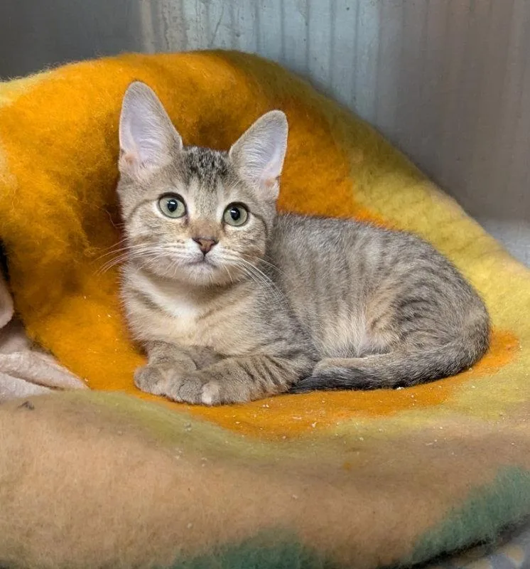A young medium-sized female Tabby cat named Swift for adoption in Ocala, FL