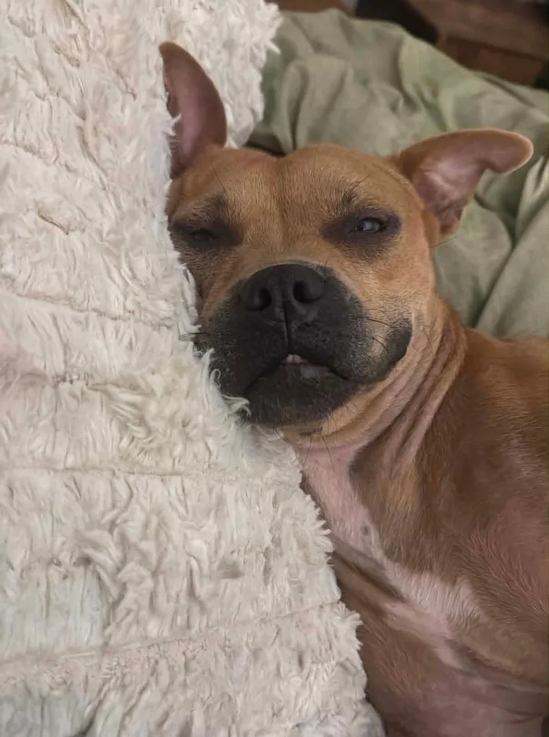 An adult medium-sized female Pit Bull Terrier dog named Nerf for adoption in Germantown, OH