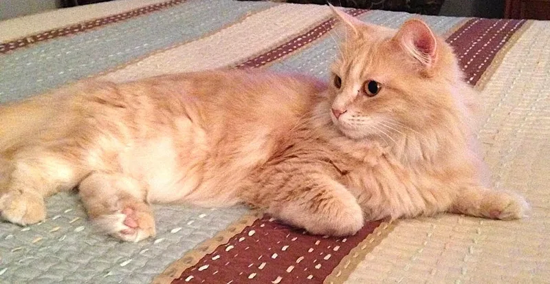 A senior medium-sized female Domestic Long Hair cat named Dixie for adoption in Monterey, CA