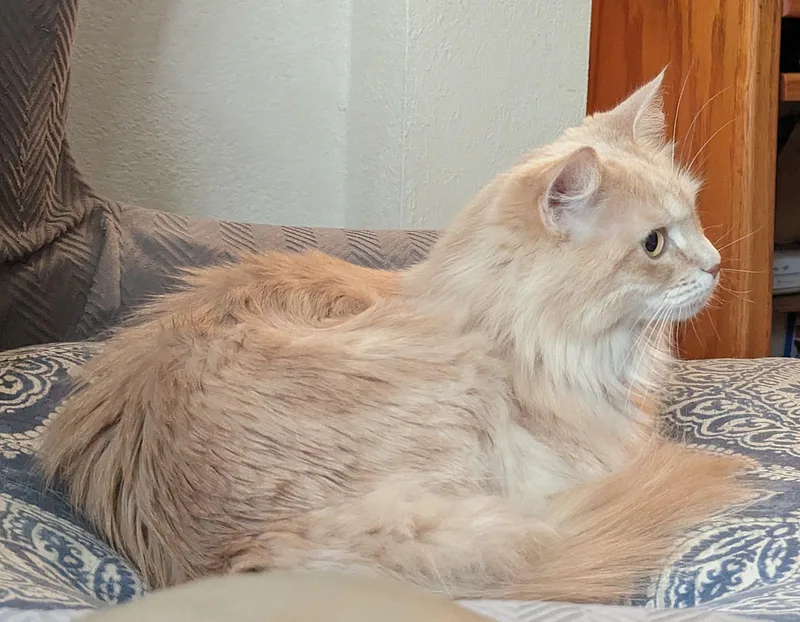 Dixie thumbnail 2
