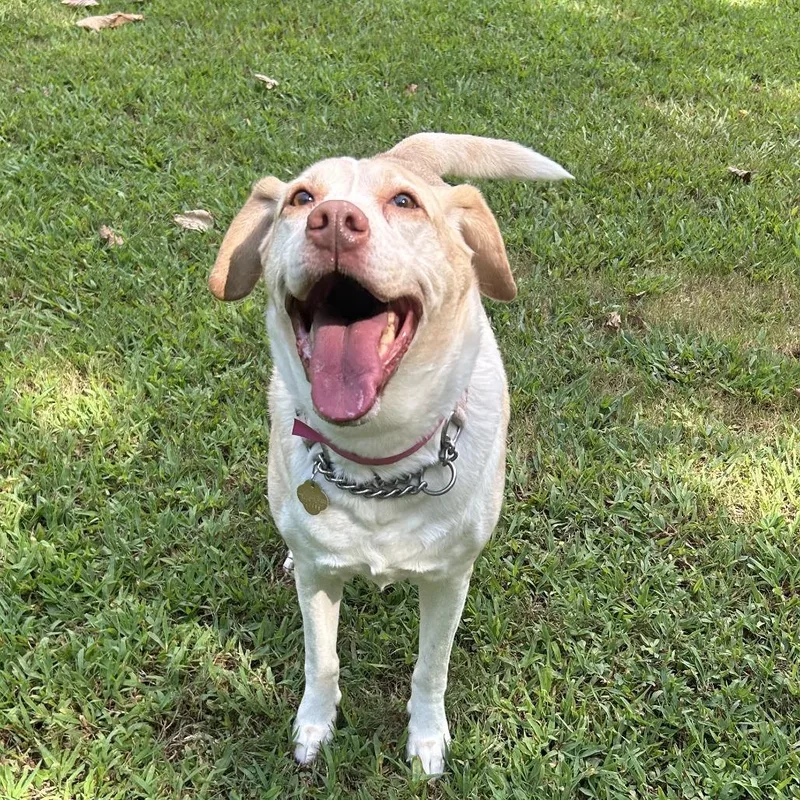 An adult medium-sized female Yellow / Tan / Blond / Fawn Mixed Breed dog named Joanna for adoption in Auburn, AL