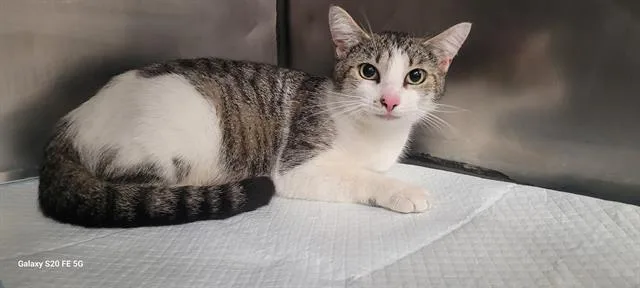 An adult medium-sized female Domestic Short Hair cat named Sago for adoption in Panama City, FL