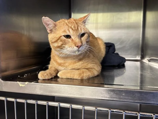 A young large-sized male Domestic Short Hair cat named Omally for adoption in Grand Prairie, TX